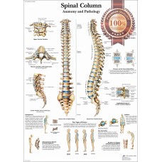 ANATOMICAL SPINAL COLUMN DIAGRAM HUMAN CHART SPINE ANATOMY PRINT PREMIUM POSTER