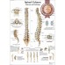 ANATOMICAL SPINAL COLUMN DIAGRAM HUMAN CHART SPINE ANATOMY PRINT PREMIUM POSTER