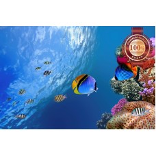 UNDERWATER CORAL REEF WITH FISH SCENE PHOTO WALL ART PRINT - PREMIUM POSTER
