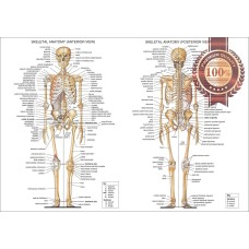 ANATOMICAL DIAGRAM CHART GUIDE SKELETON HUMAN ANATOMY PRINT PREMIUM POSTER