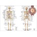 ANATOMICAL DIAGRAM CHART GUIDE SKELETON HUMAN ANATOMY PRINT PREMIUM POSTER