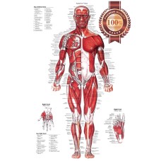 ANTERIOR MUSCULAR SYSTEM CHART ANATOMICAL DIAGRAM ART PRINT PREMIUM POSTER