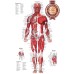 ANTERIOR MUSCULAR SYSTEM CHART ANATOMICAL DIAGRAM ART PRINT PREMIUM POSTER