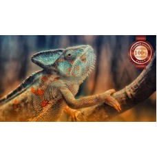 COLOURFUL CHAMELEON CLIMBING TREE CLOSE UP ANIMAL PRINT PREMIUM POSTER