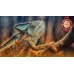 COLOURFUL CHAMELEON CLIMBING TREE CLOSE UP ANIMAL PRINT PREMIUM POSTER
