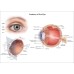 ANATOMICAL DIAGRAM HUMAN EYE ANATOMY OPTOMETRIST CHART PRINT PREMIUM POSTER