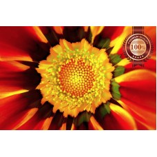 GERBERA RED CLOSE UP BACKGROUND FLOWER PETALS PAINTING PRINT PREMIUM POSTER