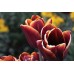 RED TULIPS CLOSE UP FLOWERS BACKGROUND FLOWER PETALS PRINT PREMIUM POSTER