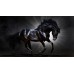 BLACK STALLION IN SPOT LIGHT GALLOPING HORSE ANIMAL PRINT PREMIUM POSTER