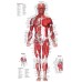 ANTERIOR MUSCULAR SYSTEM CHART ANATOMICAL DIAGRAM ART PRINT PREMIUM POSTER