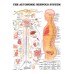 THE AUTONOMIC NERVOUS SYSTEM ANATOMICAL DIAGRAM CHART PRINT - PREMIUM POSTER