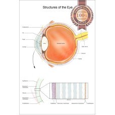 STRUCTURES OF THE EYE VISION DIAGRAM SYSTEM ANATOMY POINT CHART PREMIUM POSTER