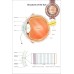 STRUCTURES OF THE EYE VISION DIAGRAM SYSTEM ANATOMY POINT CHART PREMIUM POSTER