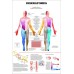 DERMATOMES DIAGRAM NERVOUS SYSTEM TRIGGER POINT ANATOMY CHART PREMIUM POSTER