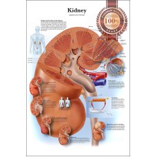 KIDNEY MEDICAL DIAGRAM CHART INFORMATIONAL ANATOMY INFO PRINT PREMIUM POSTER