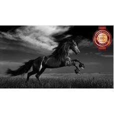 WILD BLACK STALLION HORSE SCENE BLACK & WHITE ANIMAL PRINT PREMIUM POSTER