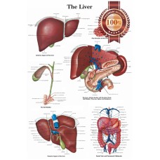 THE LIVER MEDICAL DIAGRAM CHART INFORMATIONAL ANATOMY PRINT - PREMIUM POSTER