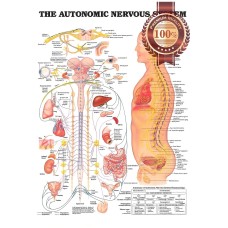 THE AUTONOMIC NERVOUS SYSTEM ANATOMICAL DIAGRAM CHART PRINT - PREMIUM POSTER