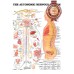 THE AUTONOMIC NERVOUS SYSTEM ANATOMICAL DIAGRAM CHART PRINT - PREMIUM POSTER