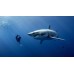 GREAT WHITE SHARK WITH DIVER SWIMMING BLUE OCEAN ANIMAL PRINT PREMIUM POSTER