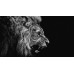 LION ROARING SIDE PROFILE CLOSE WILD BEAUTIFUL ANIMAL PRINT PREMIUM POSTER