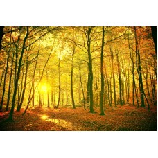 LARGE  AUTUMN FOREST LEAVES TREES PHOTO PICTURE ART PRINT PREMIUM POSTER