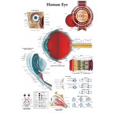 NEW HUMAN EYE MEDICAL DIAGRAM CHART INFORMATIONAL ANATOMY PRINT PREMIUM POSTER
