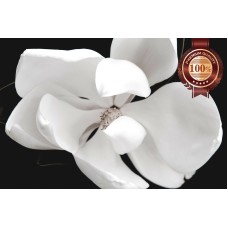 MAGNOLIA FLOWER DARK BLACK BACKGROUND WHITE FLOWERS PETALS PRINT PREMIUM POSTER