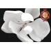 MAGNOLIA FLOWER DARK BLACK BACKGROUND WHITE FLOWERS PETALS PRINT PREMIUM POSTER