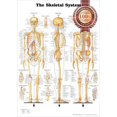 THE SKELETAL SYSTEM 3 VIEWS ANATOMICAL DIAGRAM ANATOMY CHART PREMIUM POSTER