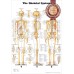 THE SKELETAL SYSTEM 3 VIEWS ANATOMICAL DIAGRAM ANATOMY CHART PREMIUM POSTER