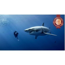 GREAT WHITE SHARK WITH DIVER SWIMMING BLUE OCEAN ANIMAL PRINT PREMIUM POSTER