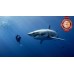 GREAT WHITE SHARK WITH DIVER SWIMMING BLUE OCEAN ANIMAL PRINT PREMIUM POSTER