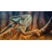 COLOURFUL CHAMELEON CLIMBING TREE CLOSE UP ANIMAL PRINT PREMIUM POSTER