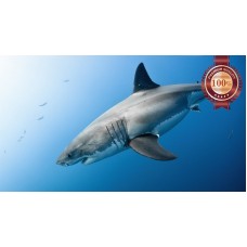 GREAT WHITE SHARK SWIMMING BLUE OCEAN CLOSE UP ANIMAL PRINT PREMIUM POSTER