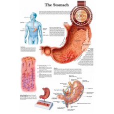 THE STOMACH MEDICAL DIAGRAM CHART INFORMATIONAL ANATOMY PRINT PREMIUM POSTER