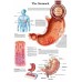 THE STOMACH MEDICAL DIAGRAM CHART INFORMATIONAL ANATOMY PRINT PREMIUM POSTER