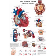 HUMAN HEART MEDICAL DIAGRAM CHART INFORMATIONAL ANATOMY PRINT PREMIUM POSTER