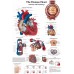 HUMAN HEART MEDICAL DIAGRAM CHART INFORMATIONAL ANATOMY PRINT PREMIUM POSTER