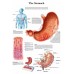 THE STOMACH MEDICAL DIAGRAM CHART INFORMATIONAL ANATOMY PRINT PREMIUM POSTER