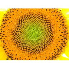 SUNFLOWER NATURE SUN FLOWER LARGE WALL HOME ART PICTURE PRINT PREMIUM POSTER
