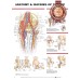ANATOMY AND INJURIES OF THE HIPS DIAGRAM CHART GUIDE PRINT PREMIUM POSTER