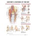 ANATOMY AND INJURIES OF THE HIPS DIAGRAM CHART GUIDE PRINT PREMIUM POSTER
