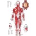 POSTERIOR MUSCULAR SYSTEM CHART ANATOMICAL DIAGRAM ART PRINT PREMIUM POSTER