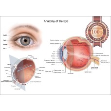 ANATOMICAL DIAGRAM HUMAN EYE ANATOMY OPTOMETRIST CHART PRINT PREMIUM POSTER