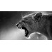 LIONESS LION ROARING TEETH WILD BIG CAT AFRICA ANIMAL PRINT PREMIUM POSTER