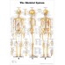 THE SKELETAL SYSTEM 3 VIEWS ANATOMICAL DIAGRAM ANATOMY CHART PREMIUM POSTER