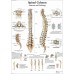 ANATOMICAL SPINAL COLUMN DIAGRAM HUMAN CHART SPINE ANATOMY PRINT PREMIUM POSTER