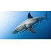 GREAT WHITE SHARK SWIMMING BLUE OCEAN CLOSE UP ANIMAL PRINT PREMIUM POSTER