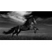 WILD BLACK STALLION HORSE SCENE BLACK & WHITE ANIMAL PRINT PREMIUM POSTER